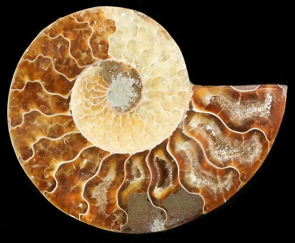 Agatized Ammonite Fossil (Half) #46525